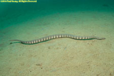 sea snake